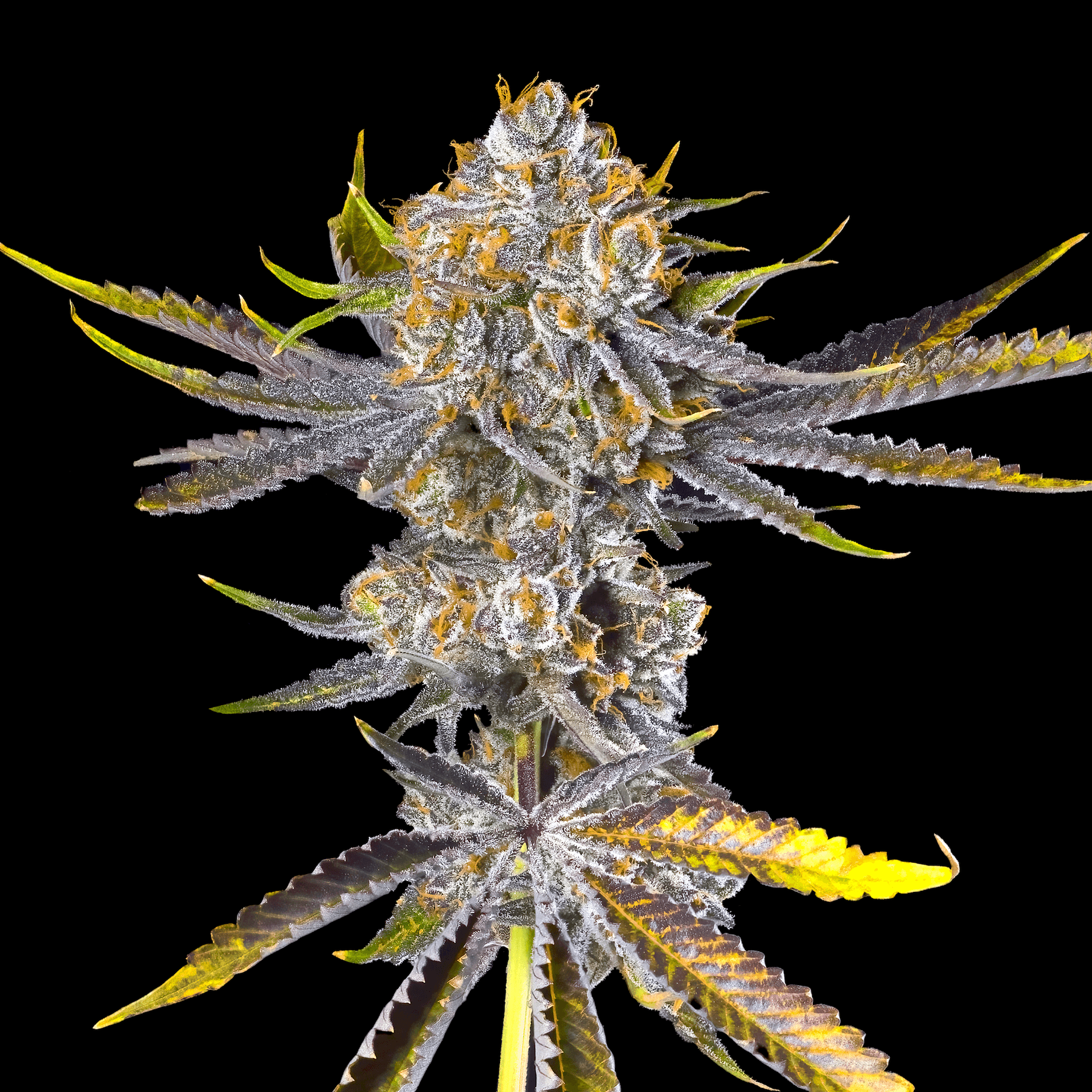 Orange Bellini [3.5g]