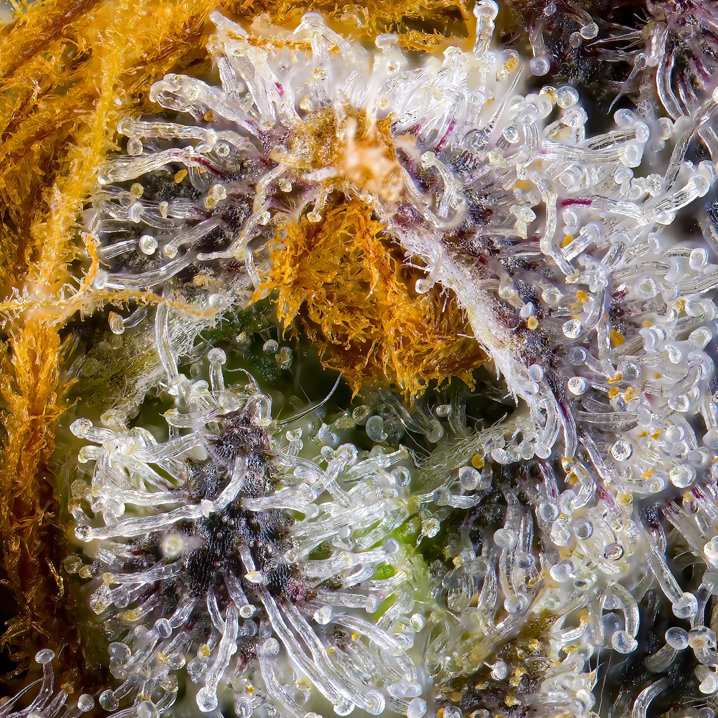 Orange Bellini [3.5g]