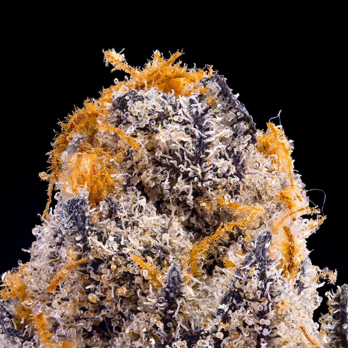 Blue Agapē [3.5g]