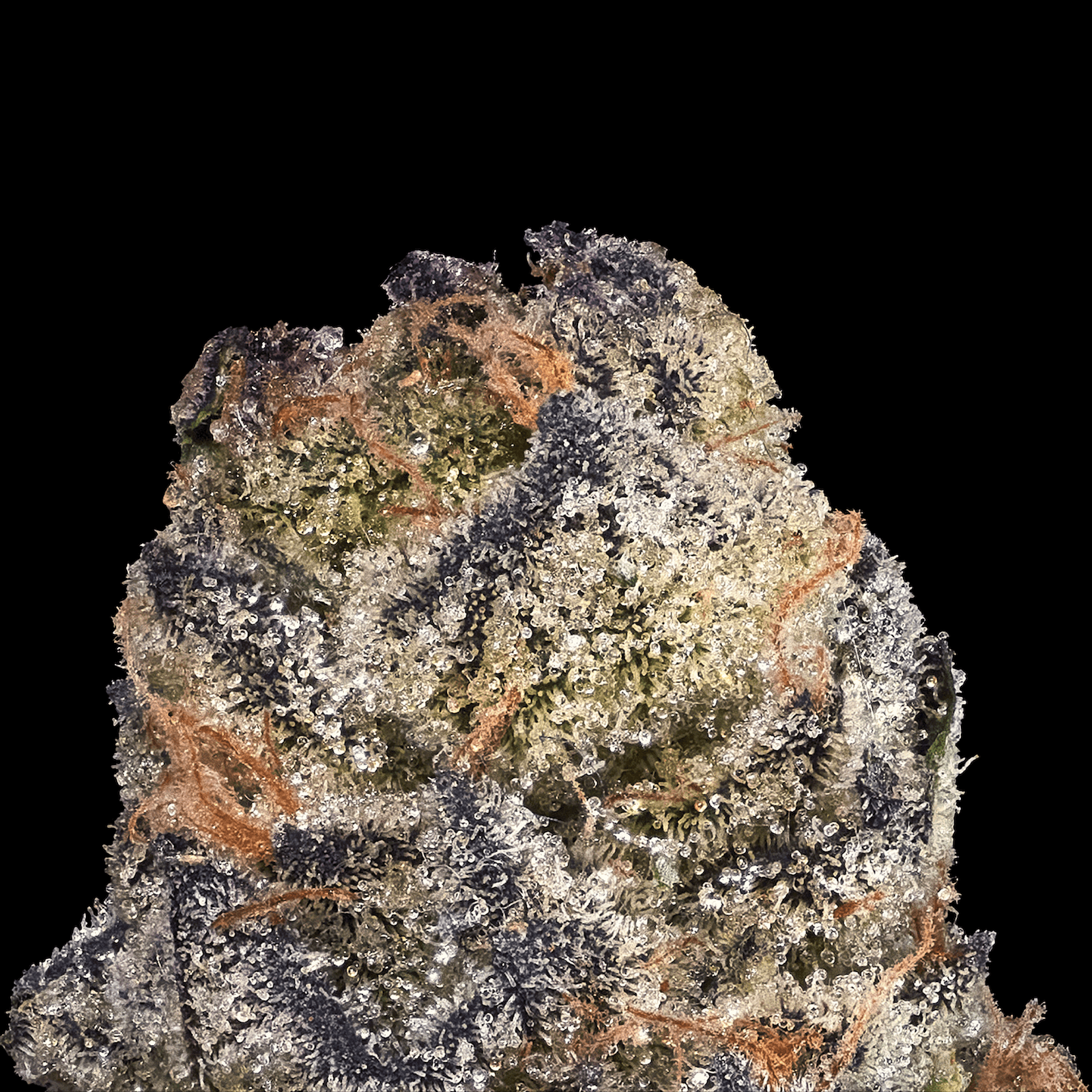 Ambrosia