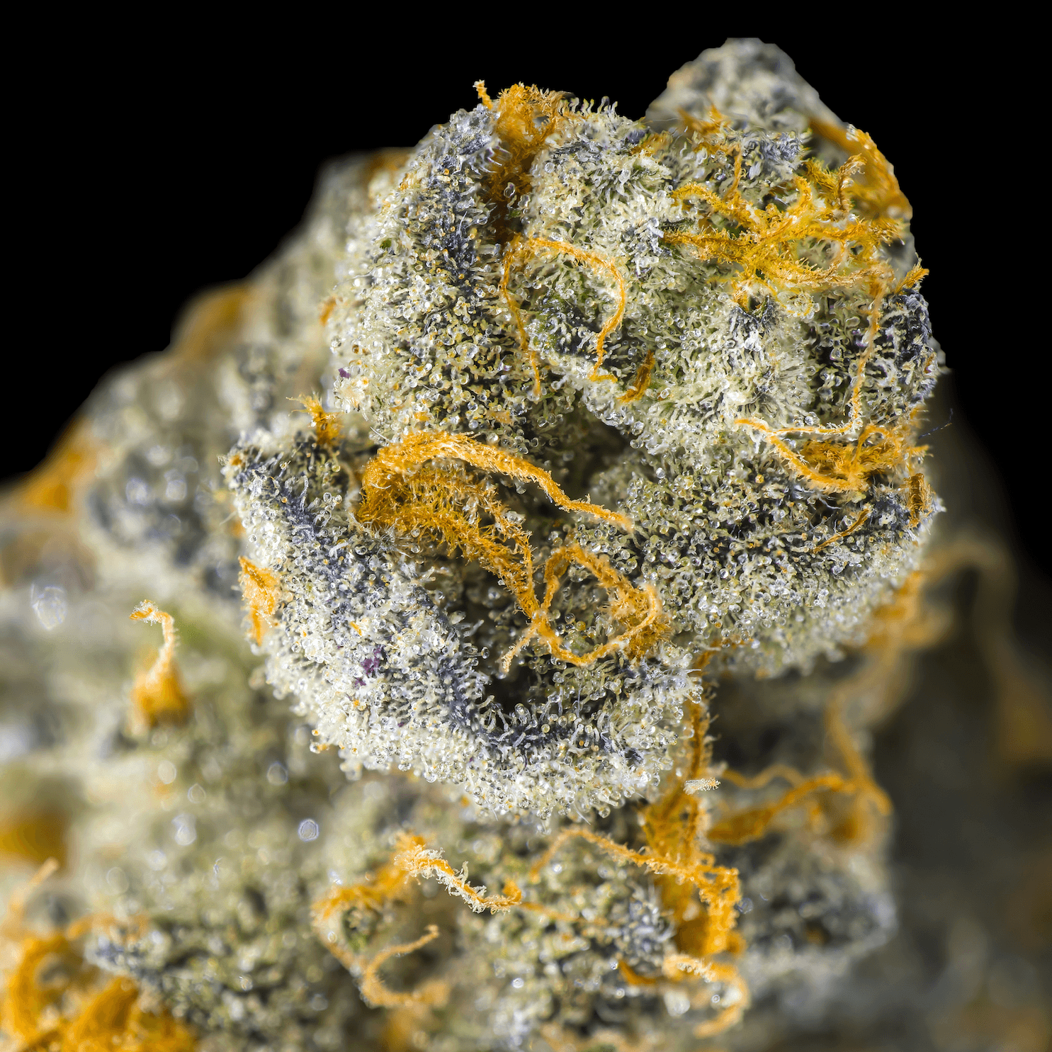Ambrosia x Black Diamond X