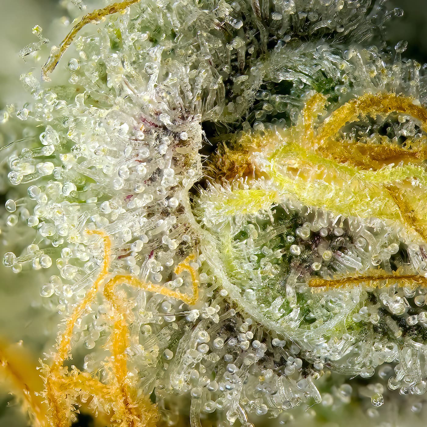 Goji Berry Runtz
