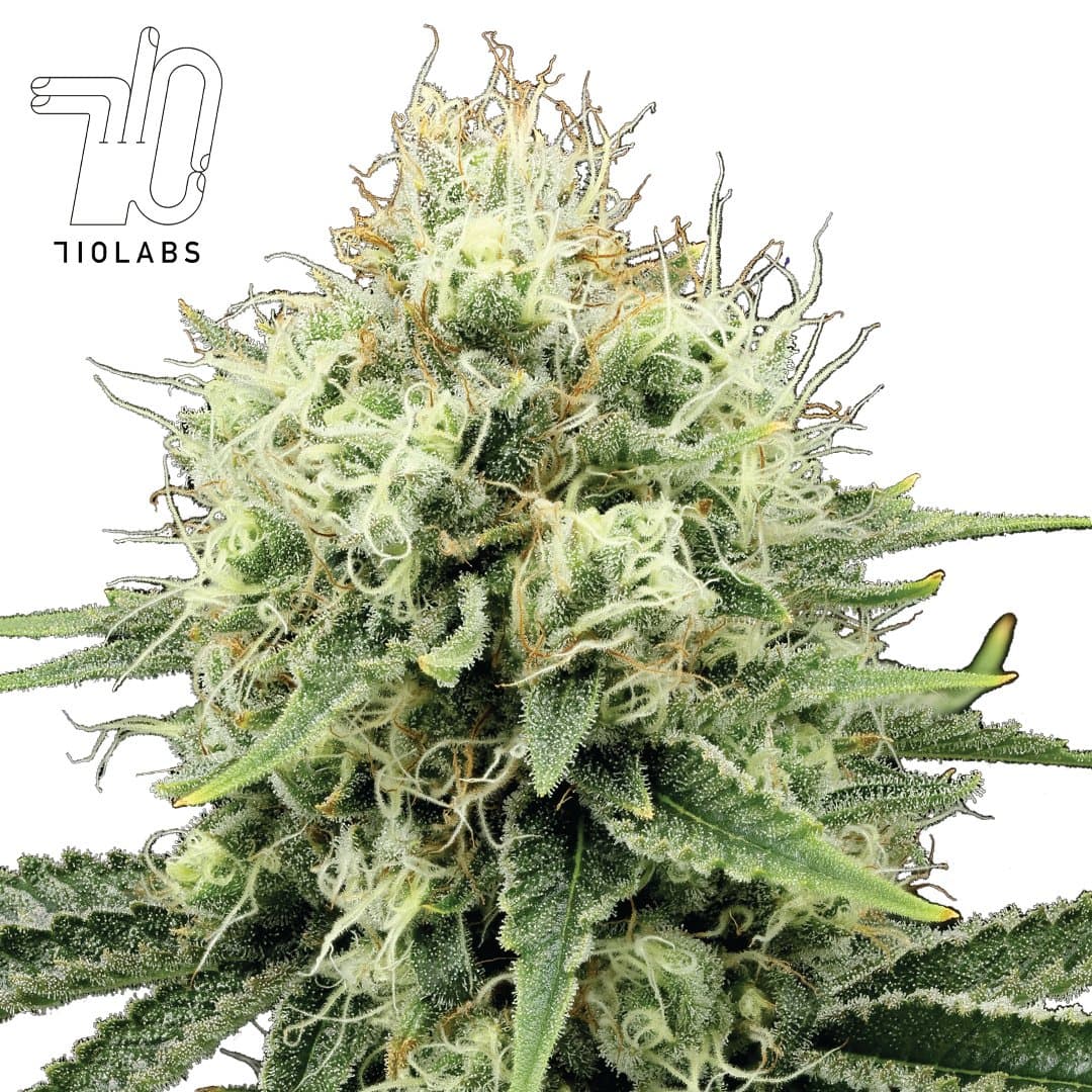 Starboom 36 #1