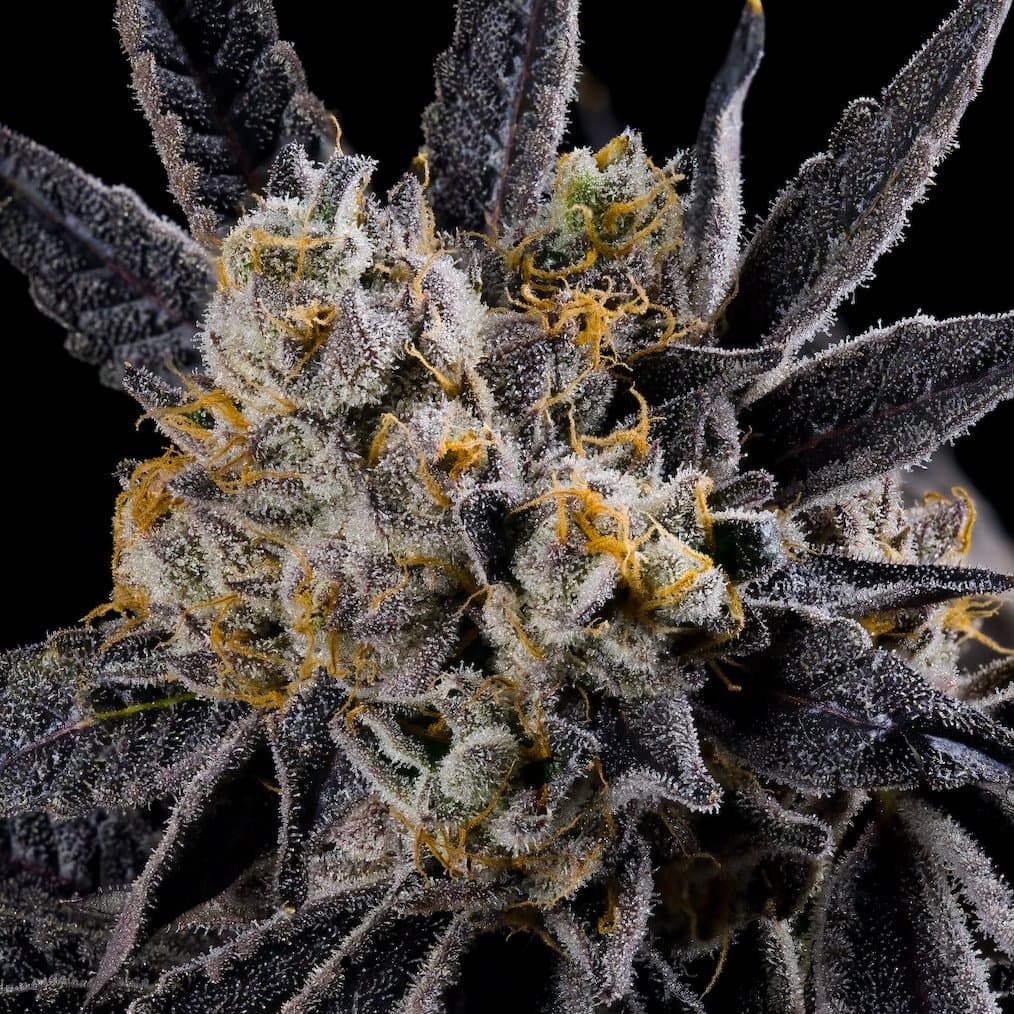 Blue Agapē [3.5g]