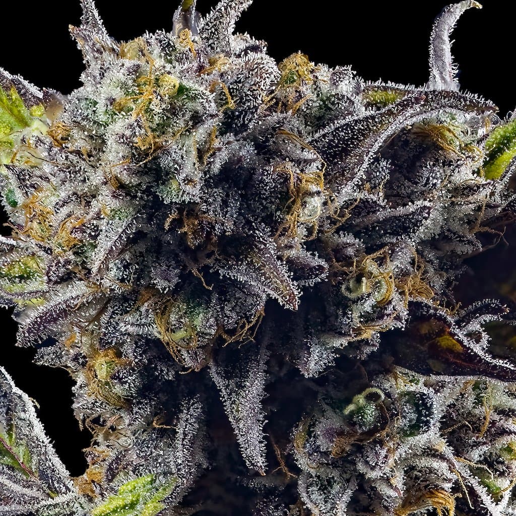 Kiwi Sorbet Pre-Roll 5-Pack [2.5g]